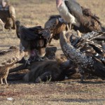 Vultures make quick work of this dead wildebeest