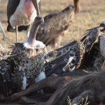 Vulture standing over a dead wildebeest