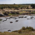 The river littered with dead wildebeest