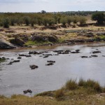 The river littered with dead wildebeest