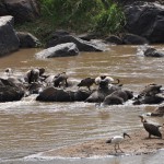 Dead wildebeest and the vultures who depend on them