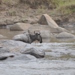 A lone sickly wildebeest