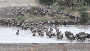 Wildebeest Crossings Compilation Video (1m31s) 